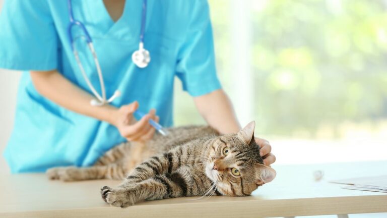 動物病院で診察を受ける猫