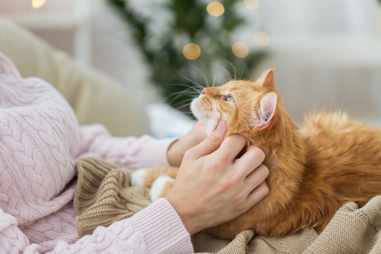 飼い主に撫でられてリラックスする猫