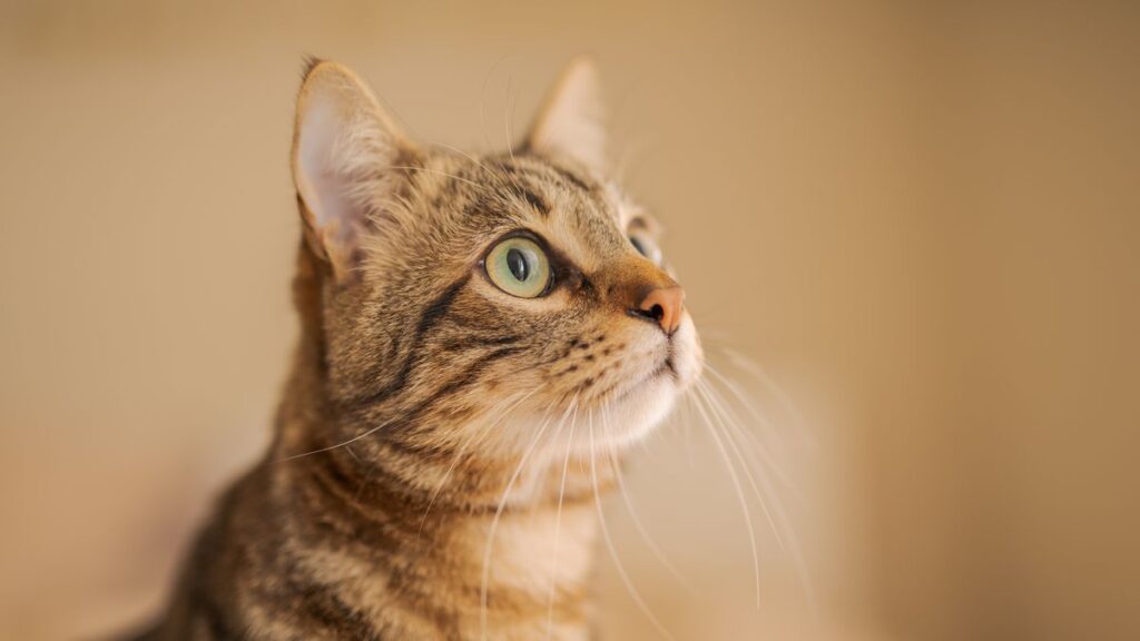 上を見つめる猫