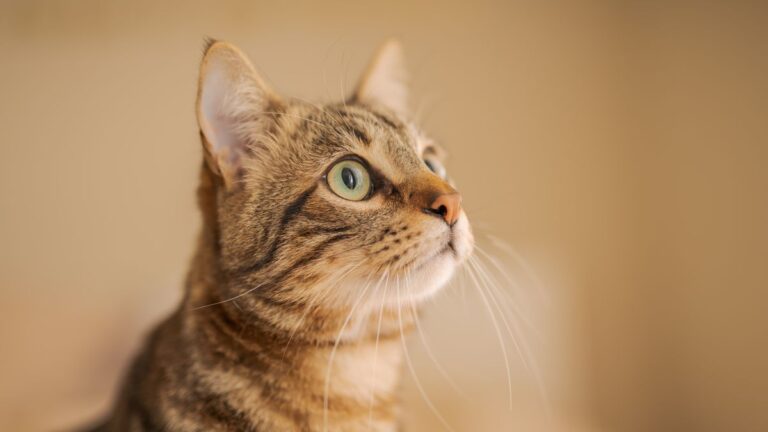 上を見つめる猫