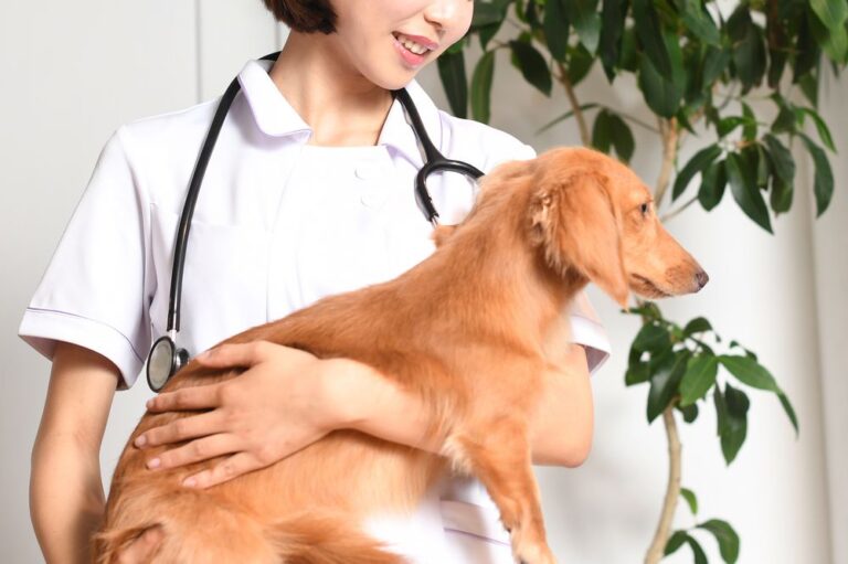 犬を診察する獣医師