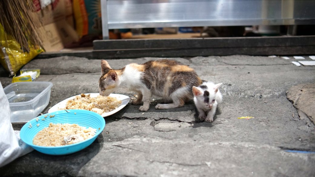 水を飲む猫