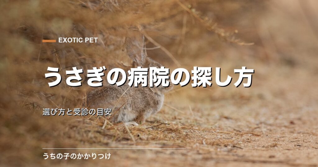うさぎ