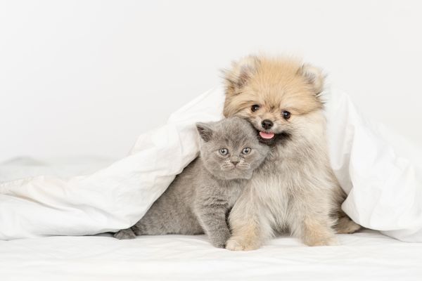 毛布にくるまる子犬と子猫