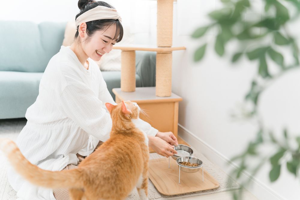 子猫に食事を与える様子