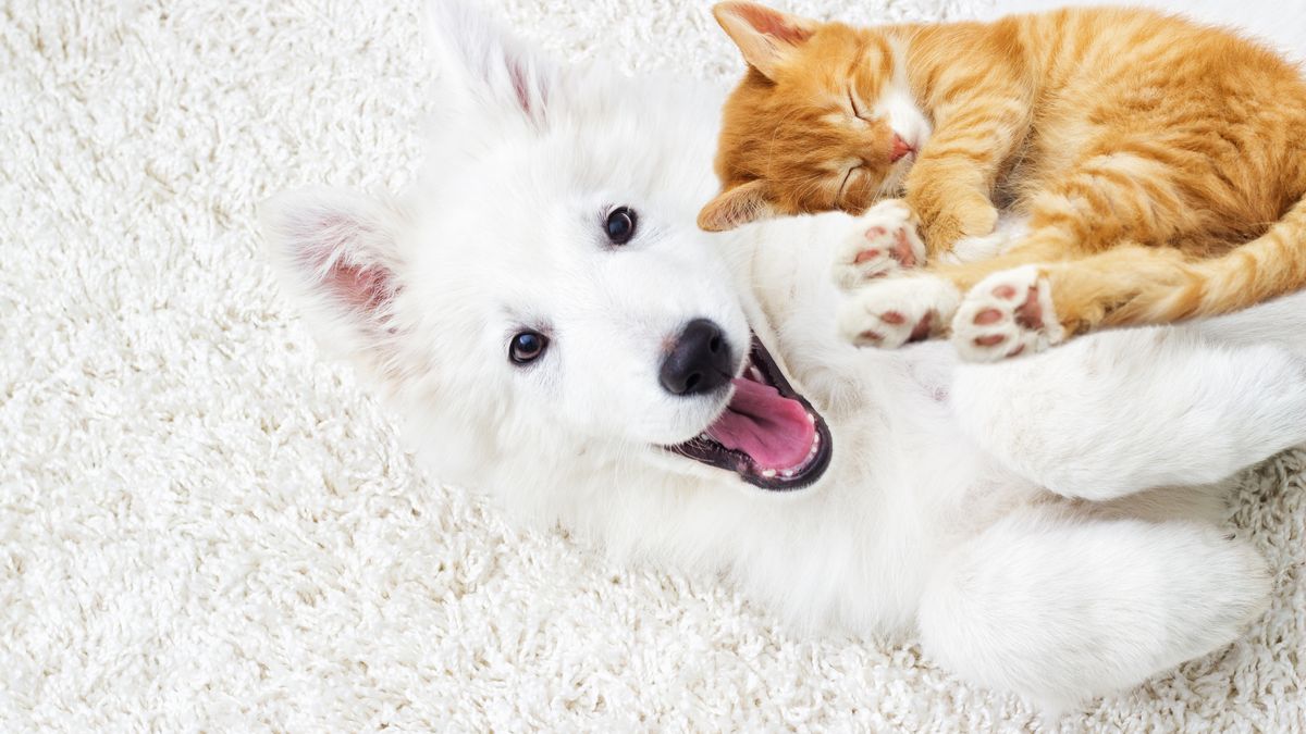 寄り添う子犬と子猫
