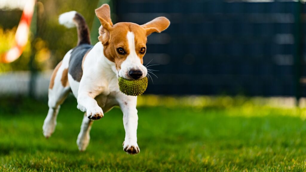 元気に走る小型犬
