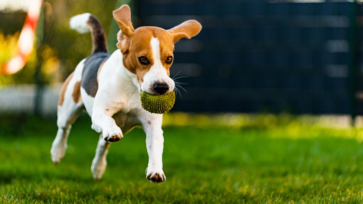 走る犬