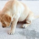 床で休む犬