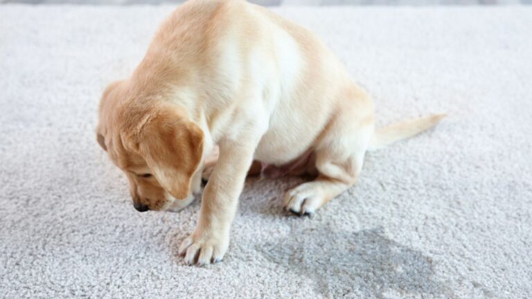 床で休む犬