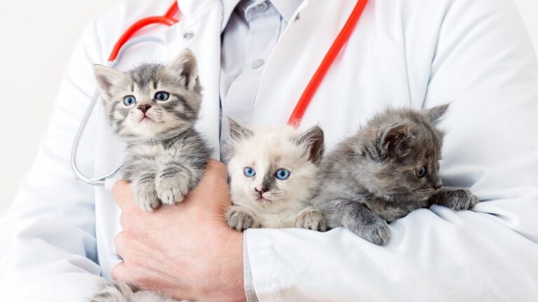 動物病院で診察を受ける子猫