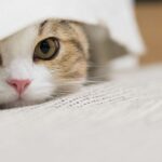 毛布で休む猫