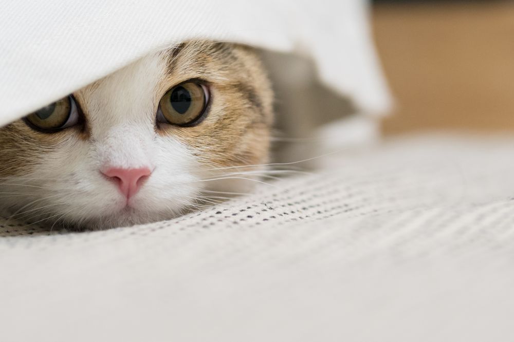 毛布で休む猫