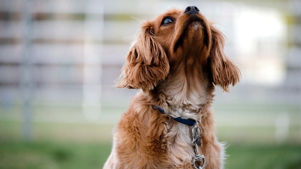 見上げる犬