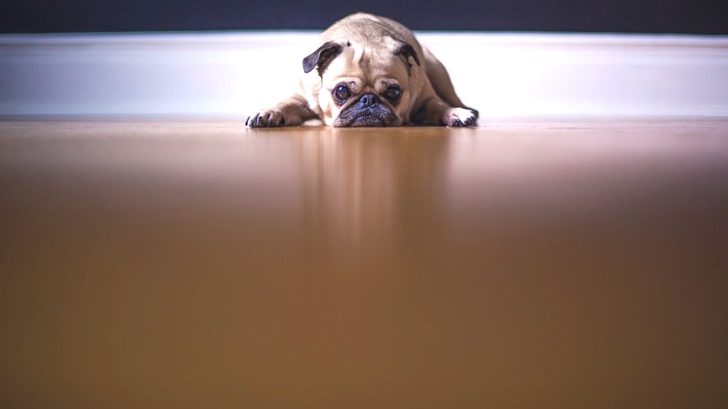 横になって休む犬