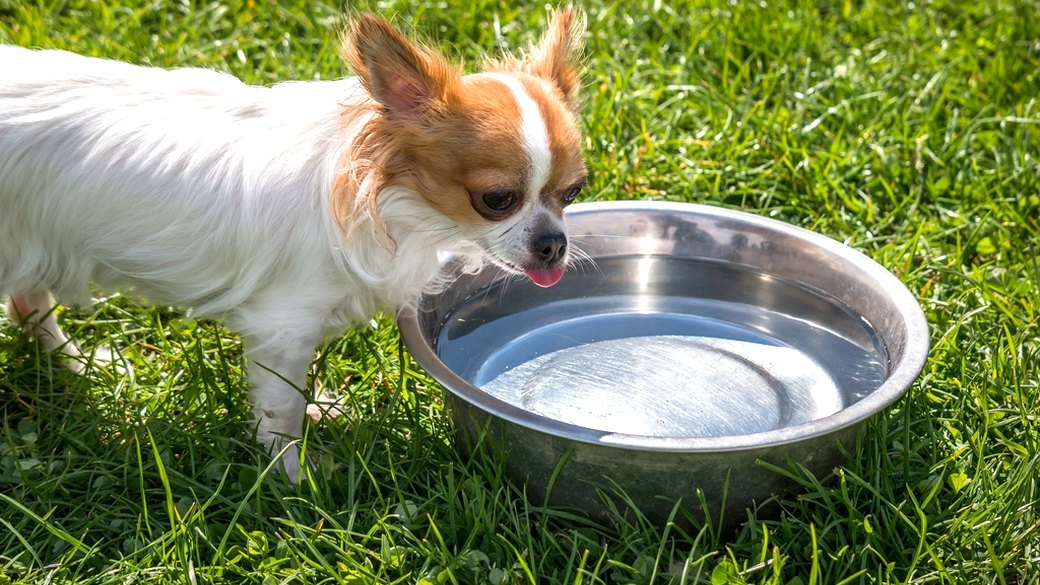 水を飲む犬