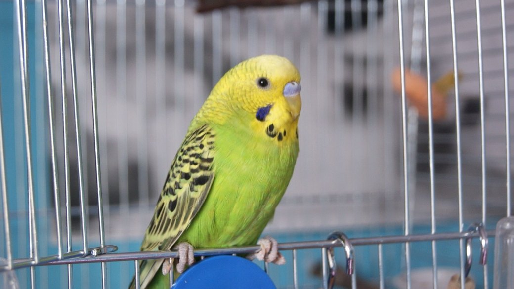 とまり木の小鳥