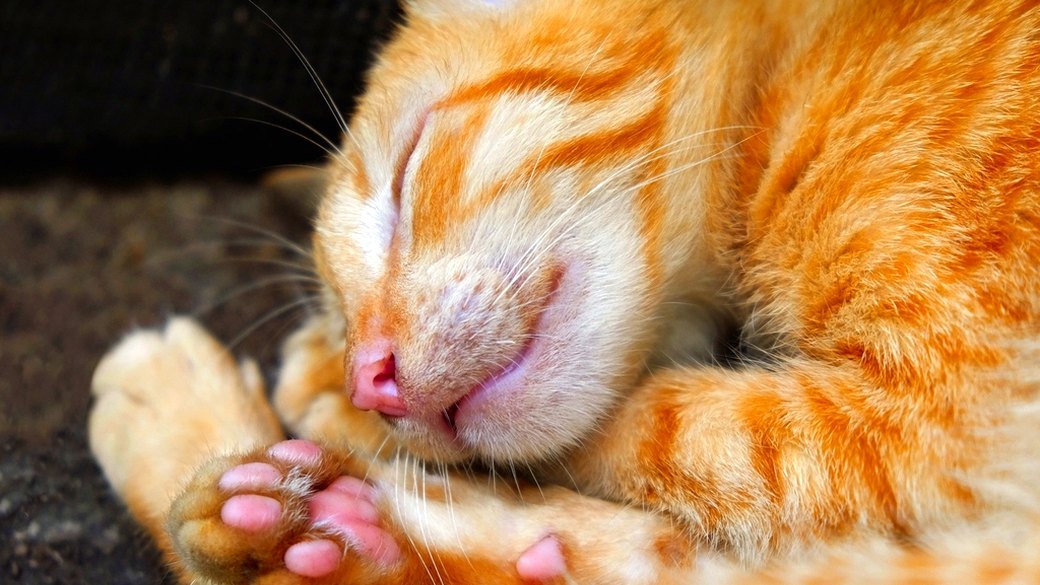 猫の肉球