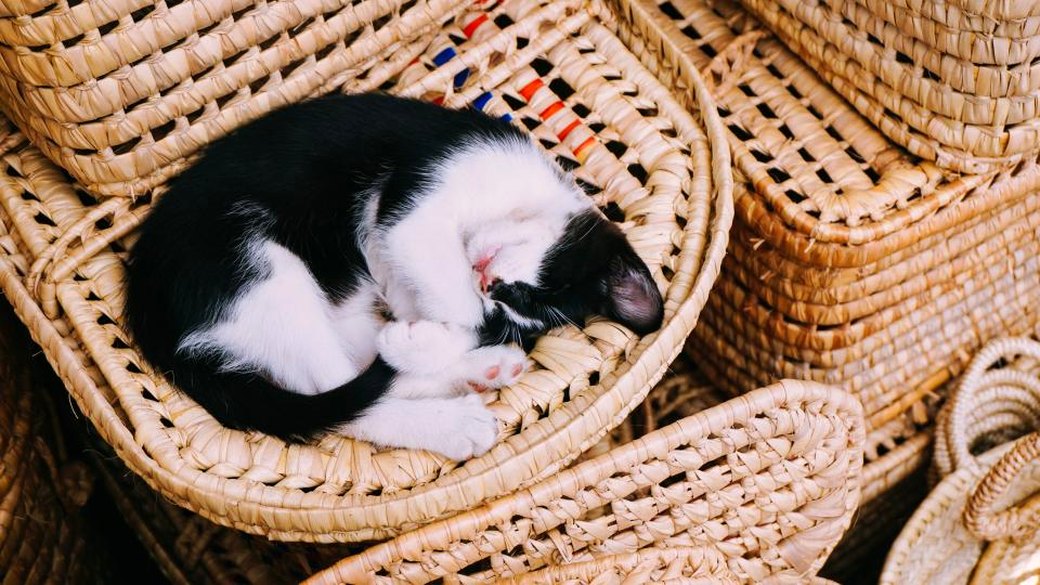 箱でくつろぐ猫