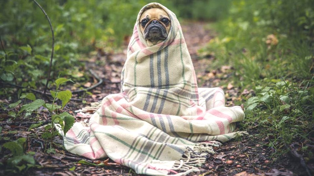 毛布で休む犬