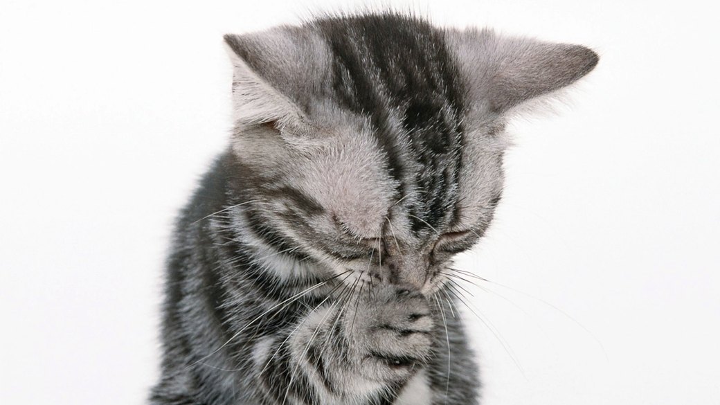 動物病院の猫