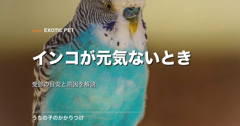 インコ