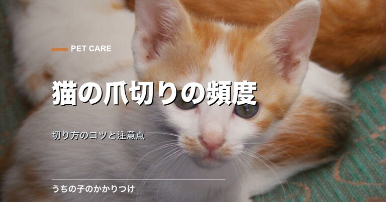 猫の前足