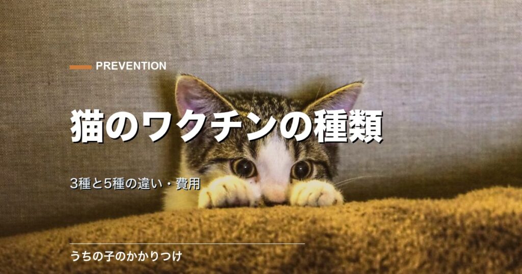 子猫