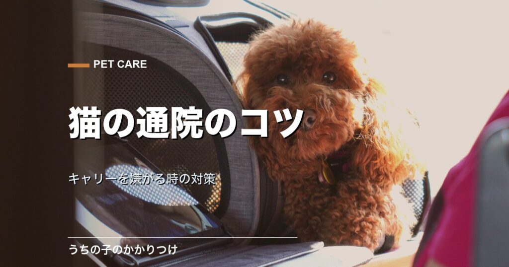 キャリーの中の猫