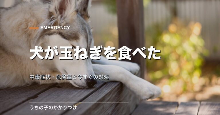ぐったり休む犬