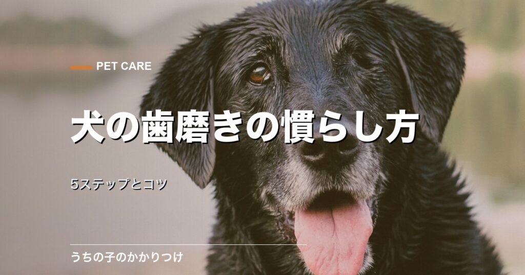犬の顔