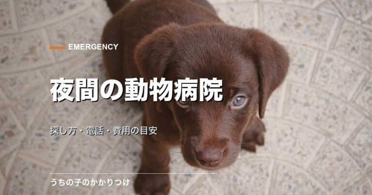 夜に休む犬