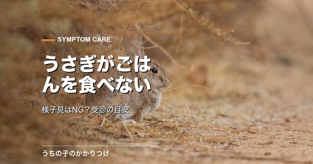うさぎ