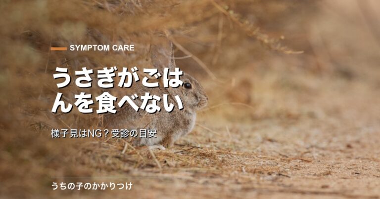 うさぎ