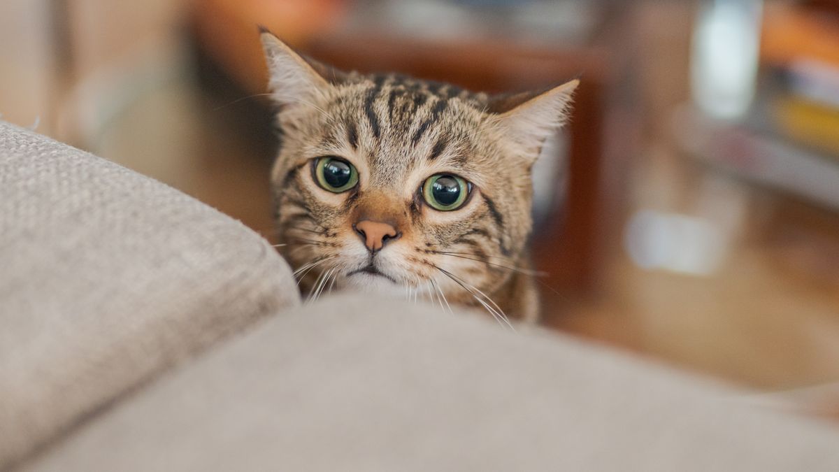 こちらをのぞく猫