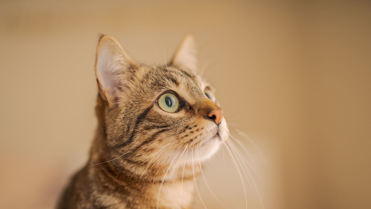 猫の口臭・歯石の対策|原因と家庭でできるお口のケア・受診の目安