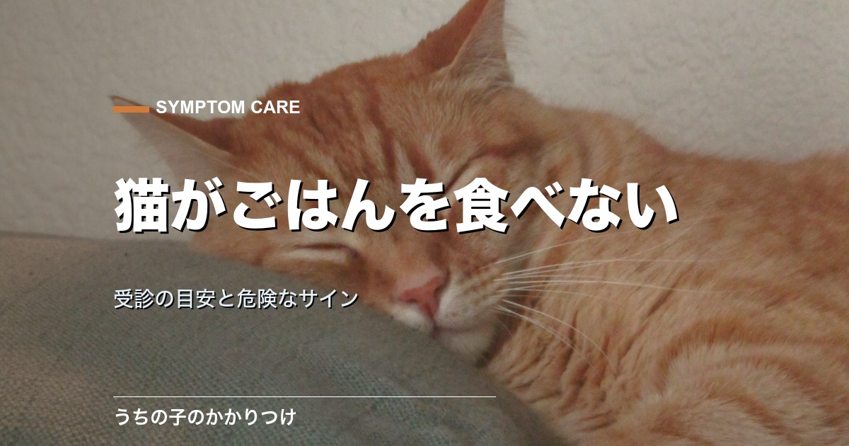 猫がご飯を食べないのは何日まで大丈夫?原因と受診目安を解説