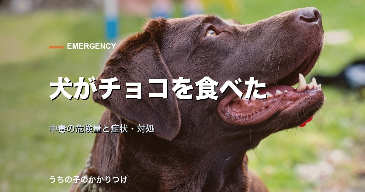 犬がチョコレートを食べた!中毒の危険量と症状・対処を解説