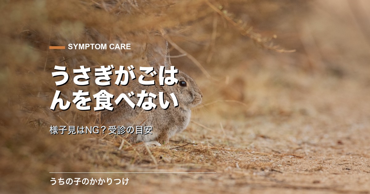 うさぎがご飯を食べない…様子見はNG?受診の目安と危険なサイン
